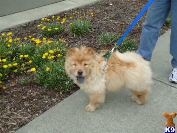 Stud Dogs - Chow Chow